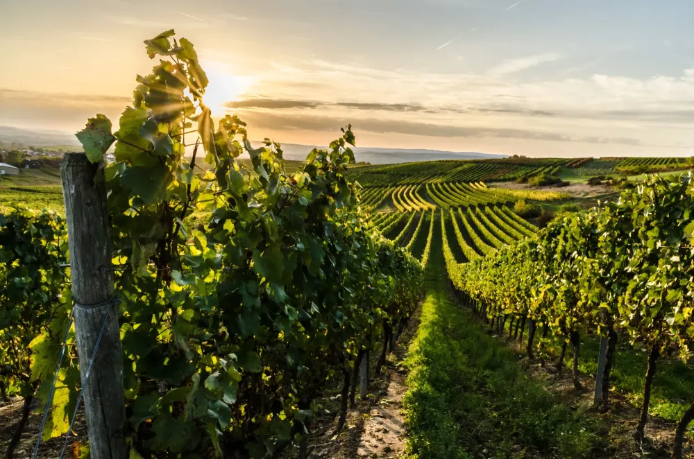 Viticulture près de L'île d'Oléron